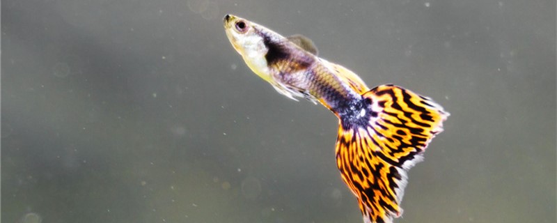 The guppy has the embryo spot to produce how long, after the embryo spot darkens