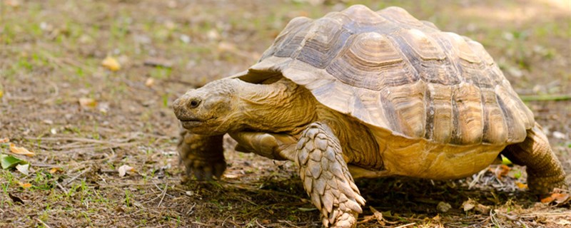 The tortoise likes to be touched and how to play with the tortoise.