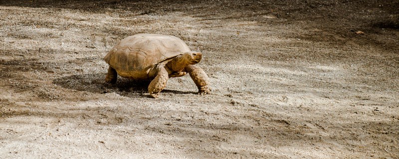 How to train the tortoise to go with the person, what method does training the t