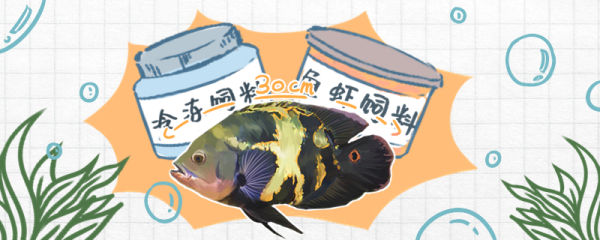 地图鱼喂食的正确方法，地图鱼喂食的正确频率