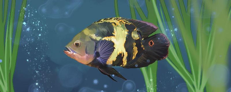 Map fish how to raise the most colorful, feed what feed hyperchromic