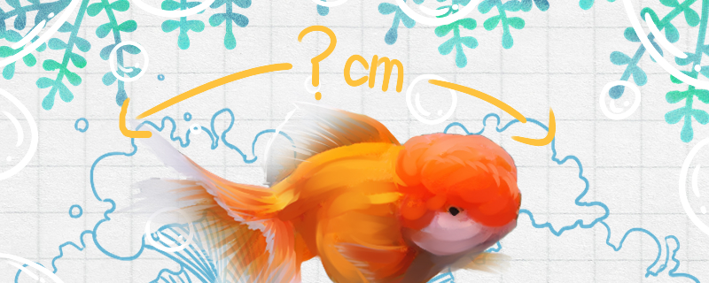 How big can a lion-headed goldfish grow and how long can it live?