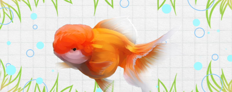 Lion head goldfish head rotted what reason be, how to treat?
