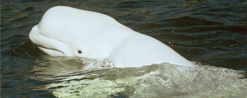 What do belugas eat and how do they hunt?