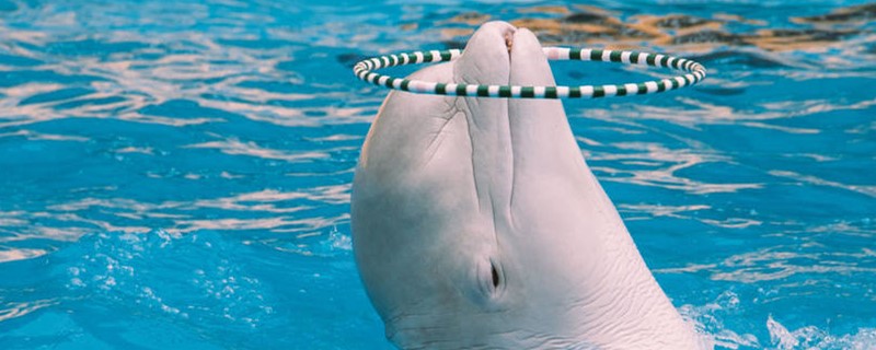 Is Beluga a whale? Is it a dolphin?