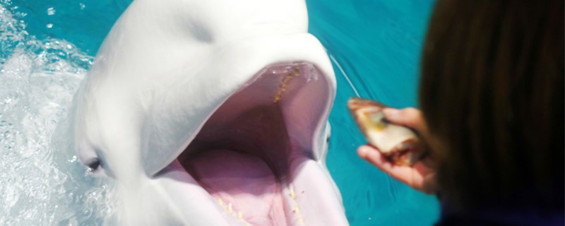 Do Belugas have teeth? What are teeth for?