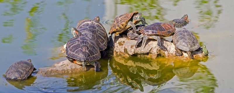 宠物龟可以一直在水里面吗乌龟干养怎么养 祥龙赫舞红龙鱼