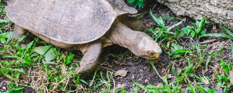 How to know the tortoise is going to lay eggs, the tortoise laid eggs how to do?