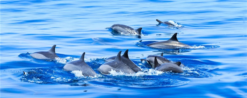 Are dolphins freshwater creatures, can they live in fresh water?