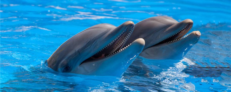 Where do dolphins live, in fresh water or sea water?