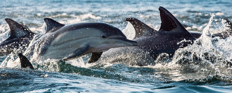 海豚属不属于鱼类，属于什么动物