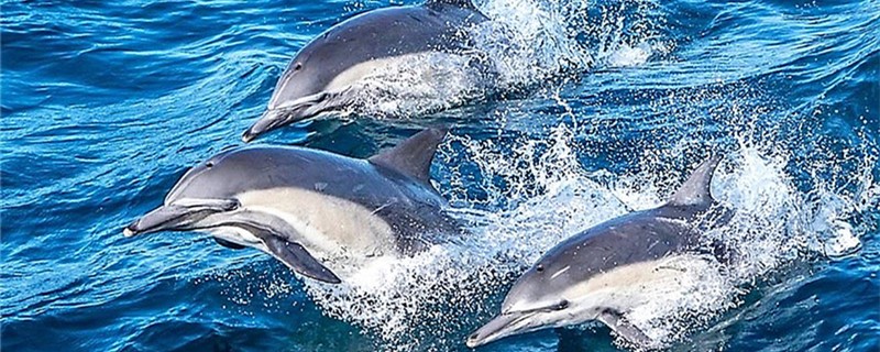 Why are dolphins called sea teddy? Are they polyandrous?