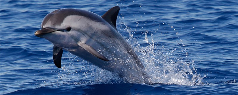 What are the colors of dolphins and what are the common colors of dolphins?