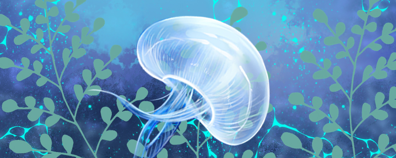 Can jellyfish be kept and how?