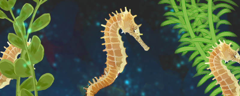 Does seahorse give birth to be able to die, why can die?