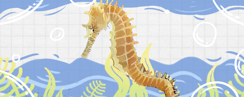 Is the seahorse a fish in the sea? Why is it a fish?