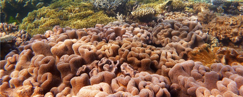 Are Corals and polyps the same? What's the difference?