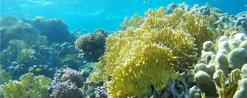 珊瑚是动物还是植物 有生命吗 鱼百科
