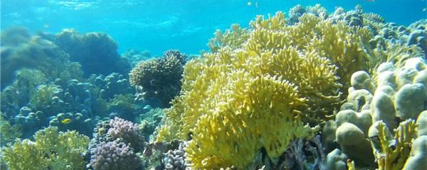珊瑚是动物还是植物，有生命吗