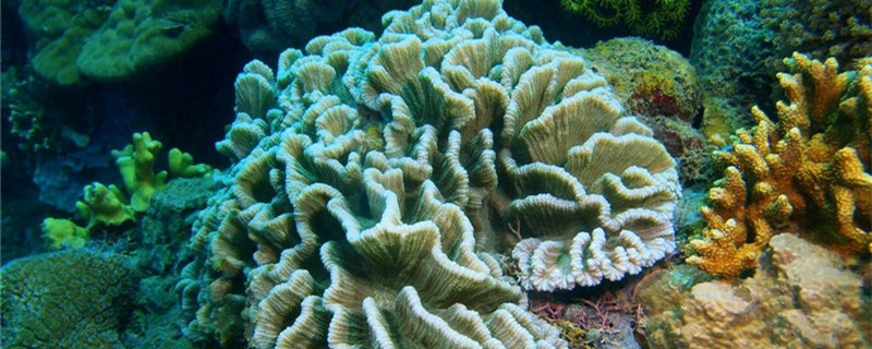 珊瑚是什么，是石头吗