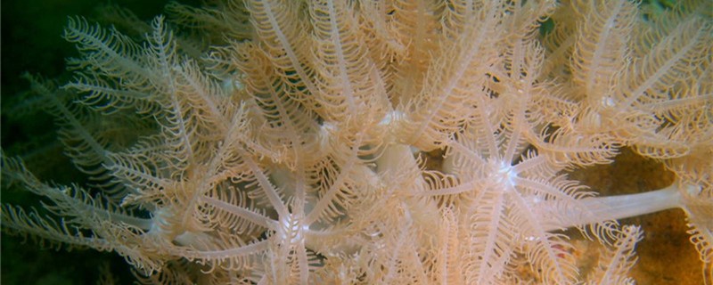 珊瑚是生物吗，是动物还是植物