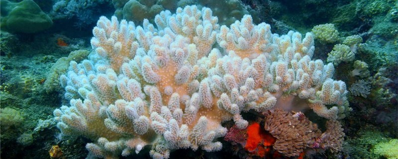 Do corals need to be cleaned? How can they be cleaned?