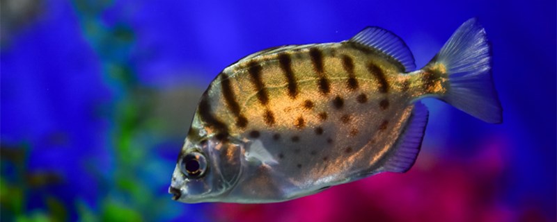 怎样避免观赏鱼合缸交叉感染，新鱼买回来怎么合缸