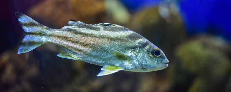 鱼用什么游泳的鱼鳍的作用有哪些 冲氧泵