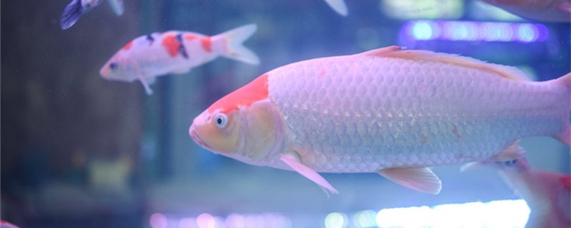 What is the reason for the fading of Koi and how to recover?