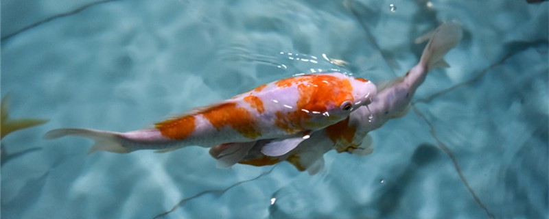 なぜ飼っている錦鯉が色落ちして白くなるのか、どうやって錦鯉の色落ちを防ぐのか