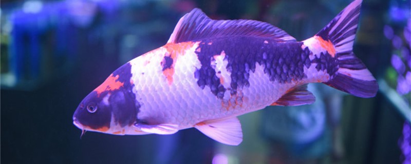 Can raise brocade carp to use aquarium, with what aquarium is good?