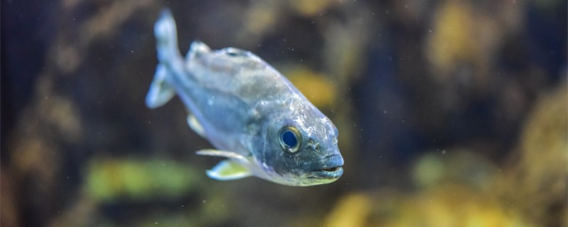 初心者はどんな魚を飼っていますか？どんな魚がいいですか？