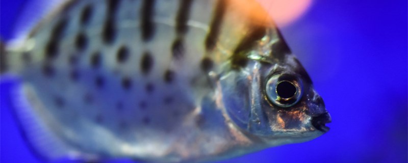 Are fish warm-blooded? What are the characteristics of fish?