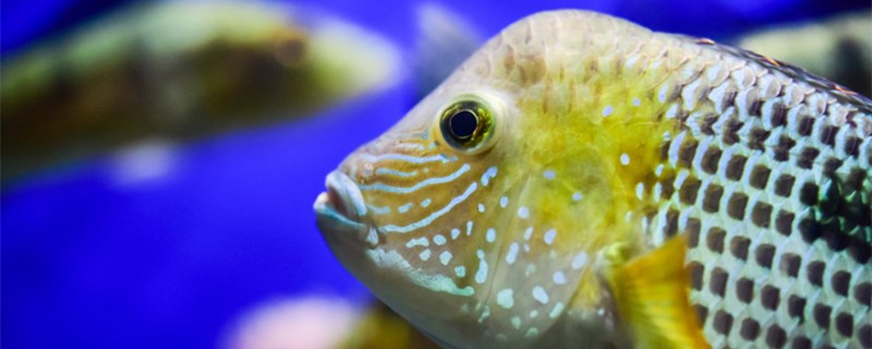 池の下で尿素がどのくらい魚が口を開くのか，魚が口を開かないのはどうするのか