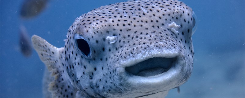 魚の尾に赤い血の糸があるのはどういうことですか？魚の尾の充血はどうやって治療しますか？