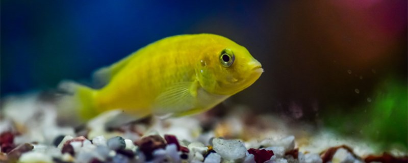 セメント魚池の底に砂を敷くか土を敷くか，新しいセメント魚池はどうやって処理するか