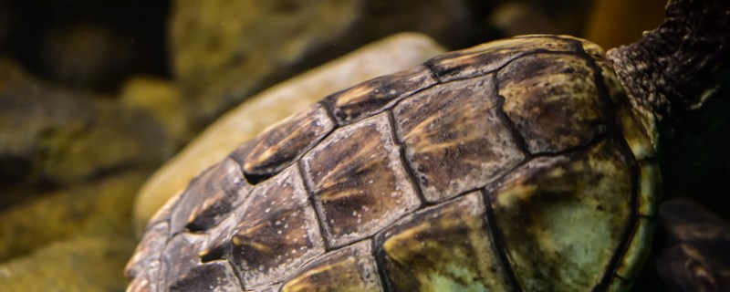 How to keep turtles in mud to prevent water from stinking? What should we pay at