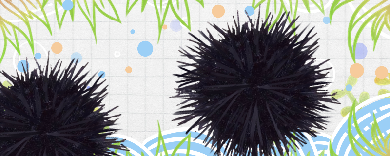 Is Sea Urchin poisonous? Is it poisonous?