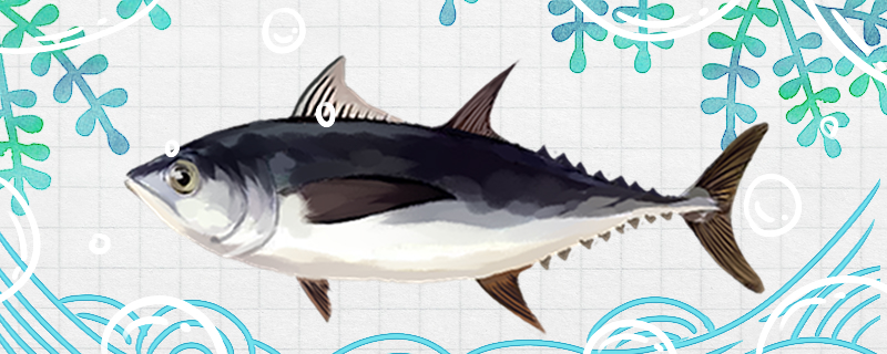 金枪鱼是海鱼还是淡水鱼，在淡水中能活吗