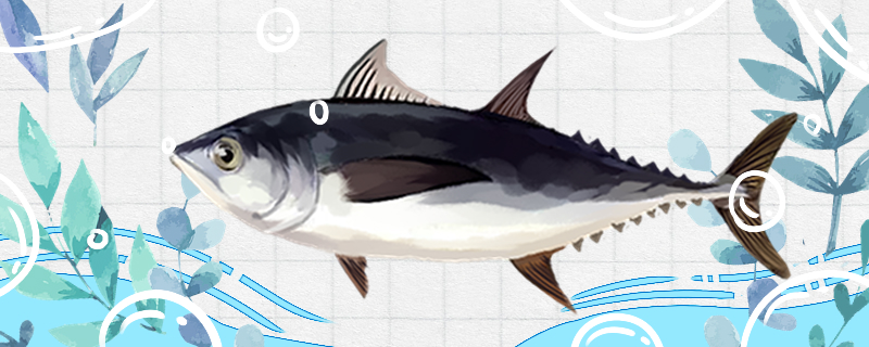 金枪鱼是三文鱼吗，哪个体型大