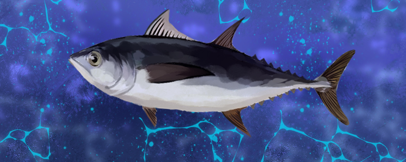金枪鱼是什么鱼，属于海水鱼吗