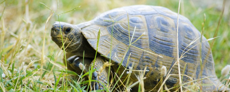 What kinds of tortoises are there and which kind of tortoises are easy to raise?