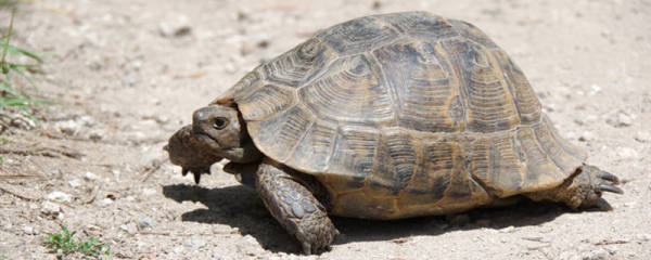 夏天乌龟放阳台会热死吗,乌龟晒太阳有哪些好处