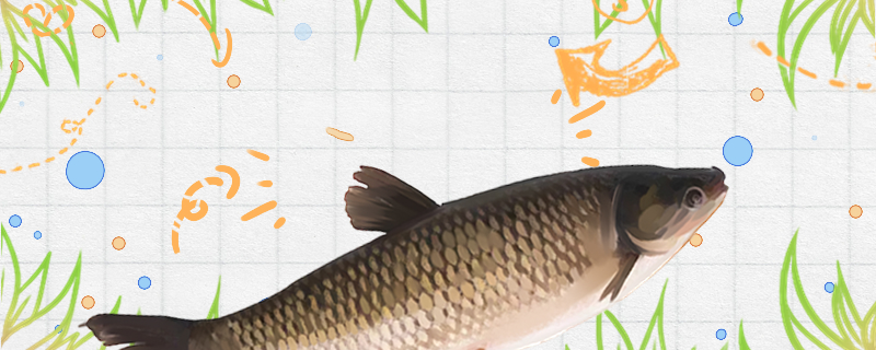 草魚は40斤まで育つことができますか。40斤の草魚は何年かかりますか。