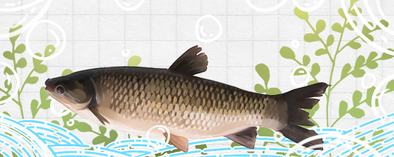 草魚はどれぐらい繁殖して産卵できますか？年に何回繁殖しますか？