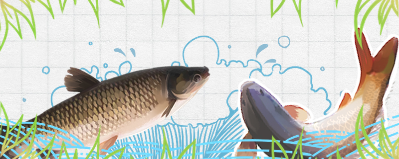 草魚と鯉は同じ魚ですか、何か違いがありますか。
