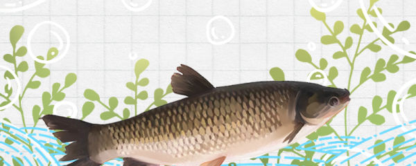 草鱼是淡水鱼吗，在海水中能活吗