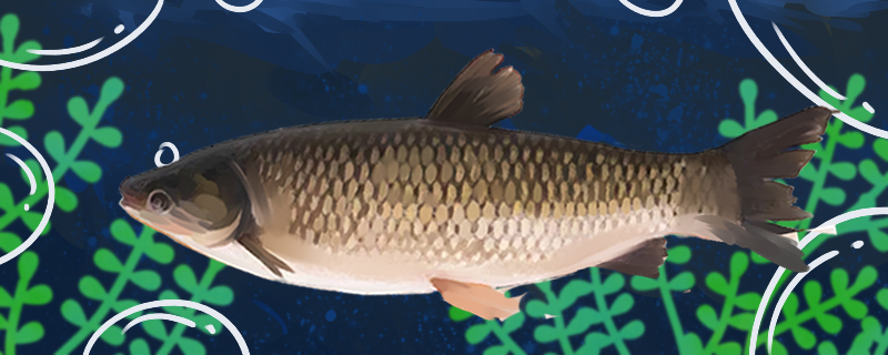 How does small grass carp fry raise just won't die, how to raise grow quickly?