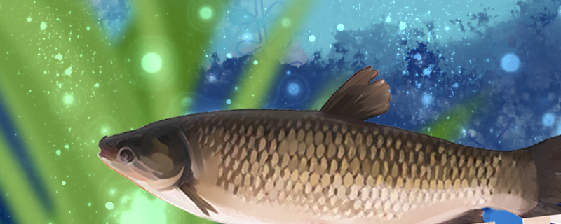 草魚の水深はいくらが適当で、水深1メートルで草魚を飼うことができますか？