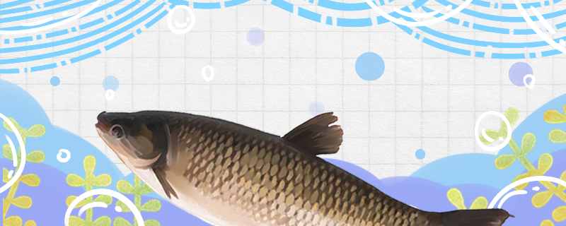 How long can grass carp grow up and how old can they reproduce?